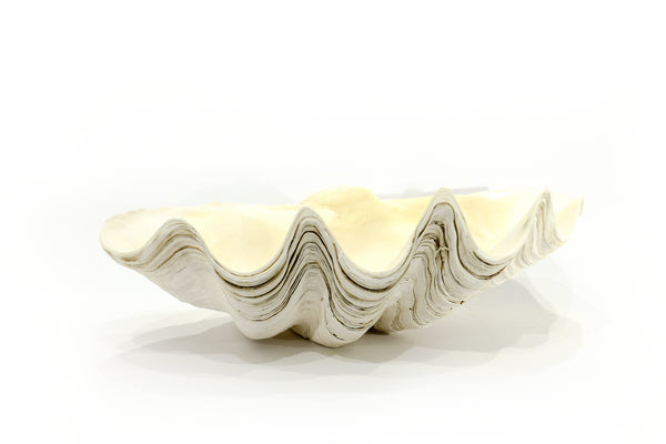 Premium Giant Clam Shell
